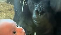 Gorila posmatrala bebu, njen idući potez je raznježio sve: "Životinje su danas ljubaznije od ljudi"