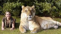 Hercules je najveća mačka na svijetu, dnevno pojede više od 13 kilograma mesa