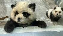 Zoološki vrt pozvao posjetitelje na druženje s pandama pa im "podvalio" pse obojene u crno-bijelo