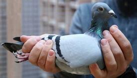 Ovo je najskuplji golub na svijetu, prodan je za 1,6 miliona eura