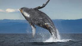 Rijetka vrsta kita isplivala na obalu Novog Zelanda: Naučnici o njoj gotovo ništa ne znaju