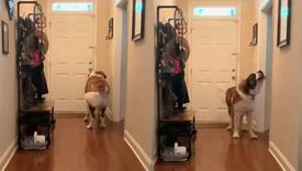 Pas dramatično reagirao jer ne ide u šetnju: Bernardinac od 80 kg plače kao beba