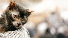 Ovo je najneobičnija vrsta mačke na svijetu: Izgledom podsjeća na vukodlaka i vrlo je inteligentna