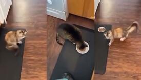 Dosjetljivi vlasnik pronašao je način da spriječi mačku da krade hranu: "Pohlepa je izlječiva"