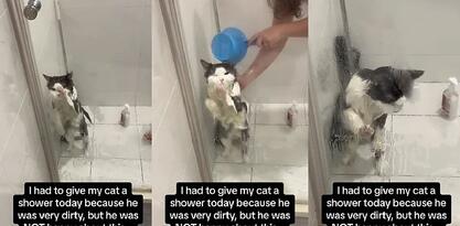 Snimak mačka koji pokušava izbjeći kupanje osvojio je TikTok: Na kraju je "prihvatio sudbinu"