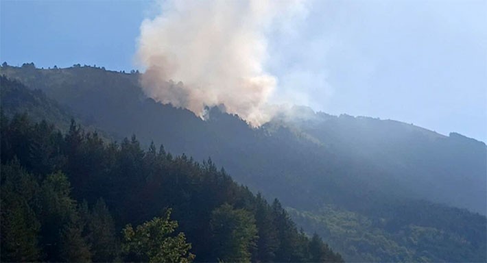 Gori borova šuma na Ošljaku